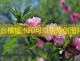 攻略剑灵私服飞龙谷副本：团战新战法